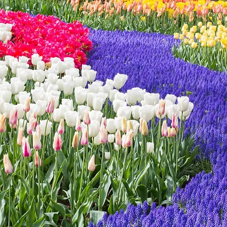 Hotel Golden Tulip Centre Lejda