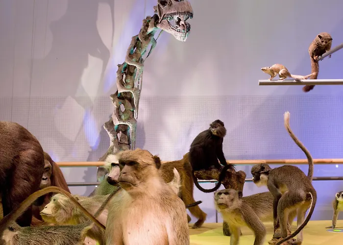 골든 튤립 라이덴 센터 레이든